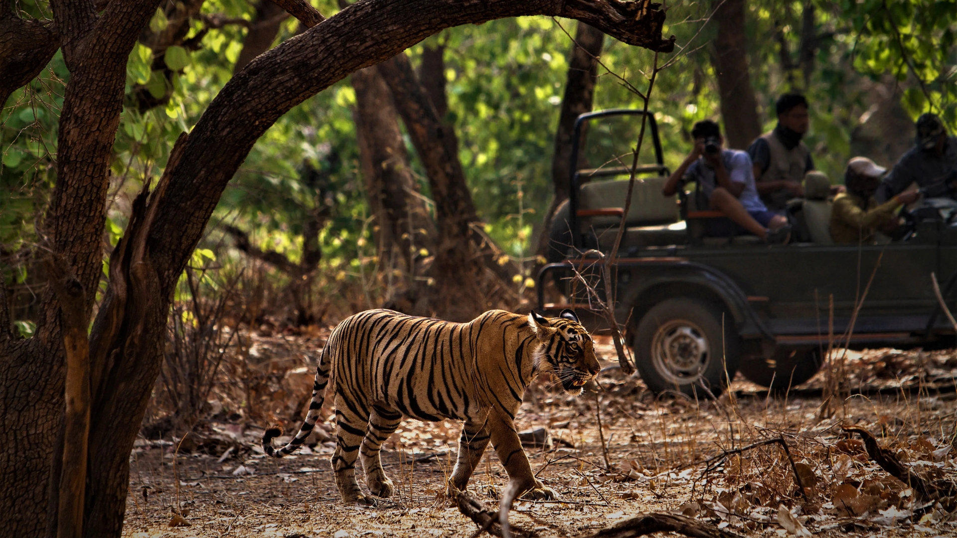 Jim Corbett National Park Wildlife Safari Experience